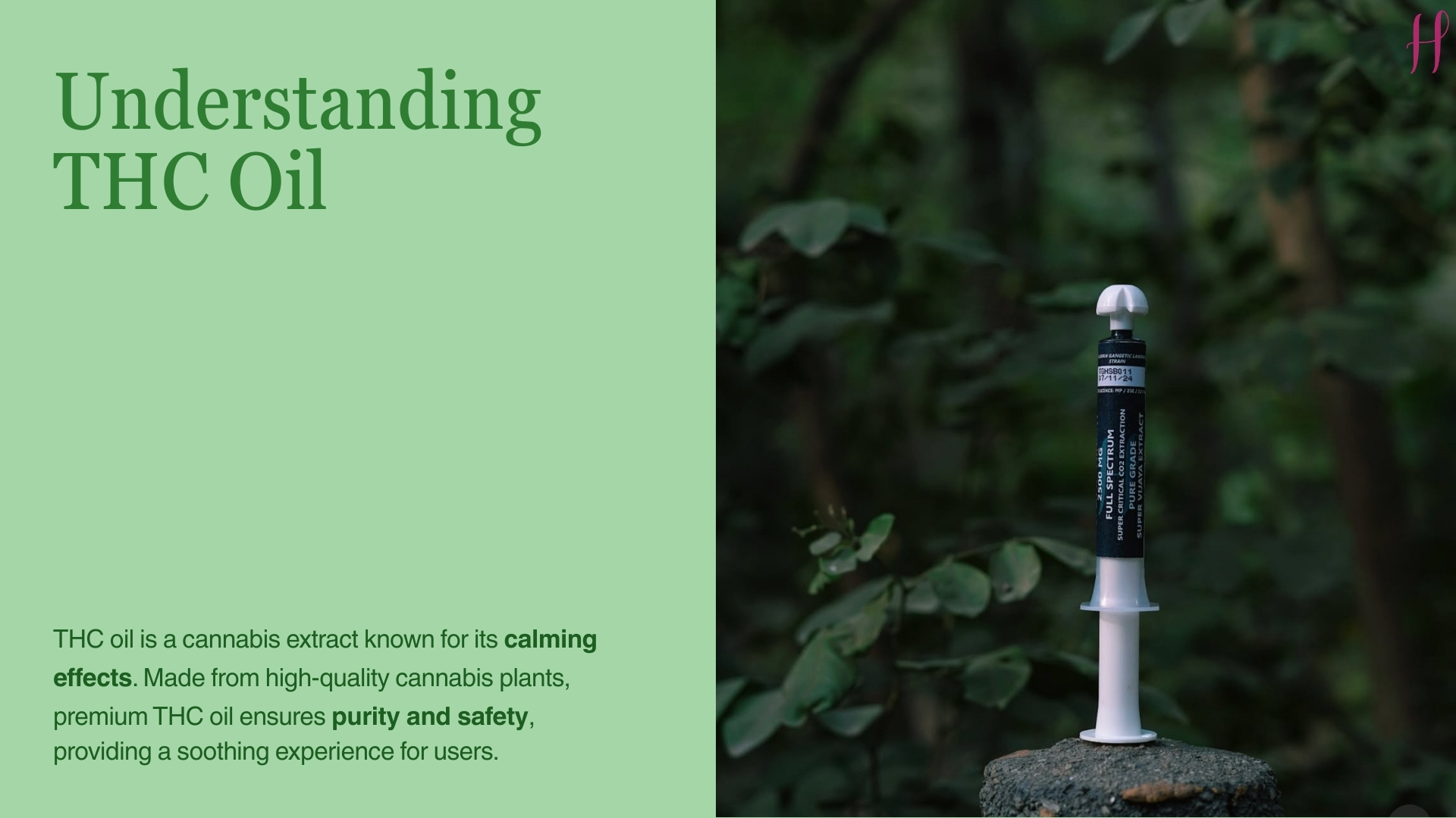 THC oil syringe placed in natural greenery, symbolizing purity, calming effects, and natural cannabis extract